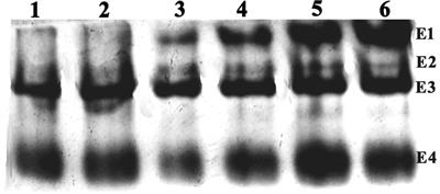 Genome Mining and Expression Analysis of Carboxylesterase and Glutathione S-Transferase Genes Involved in Insecticide Resistance in Eggplant Shoot and Fruit Borer, Leucinodes orbonalis (Lepidoptera: Crambidae)